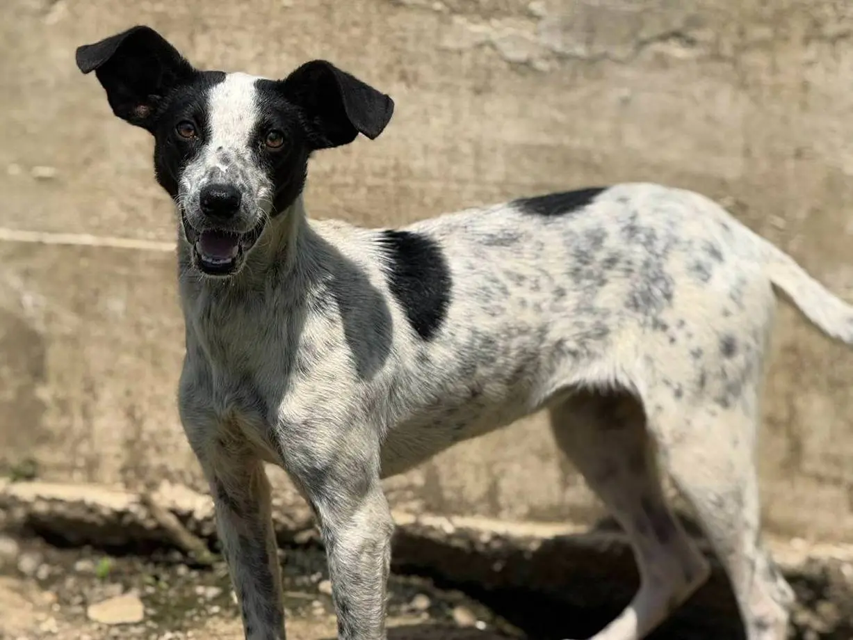 Adotta un cane, taglia media contenuta, femmina, Firenze