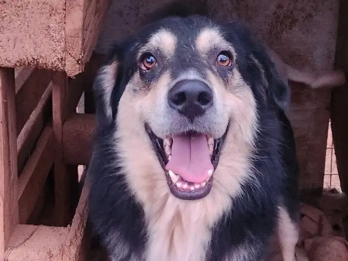 Adotta un cane, maschio, 2 anni e 9 mesi, Cosenza