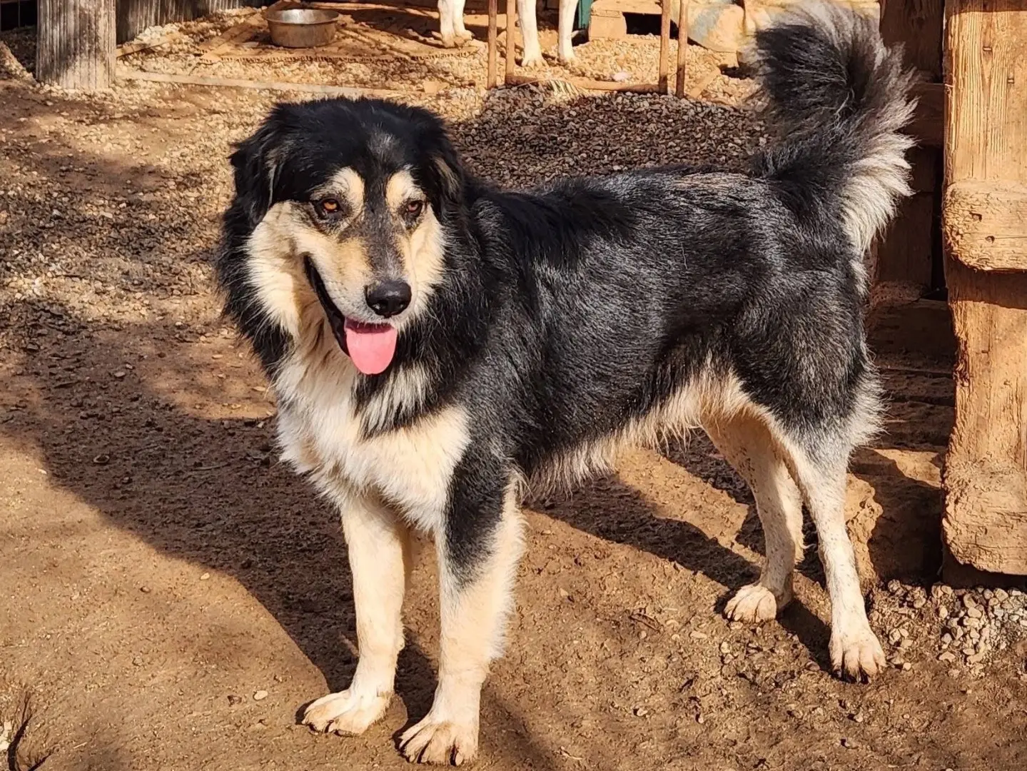 Adozione cane, maschio, Razza sconosciuta Razza sconosciuta, 2 anni e 9 mesi, taglia media, Cosenza