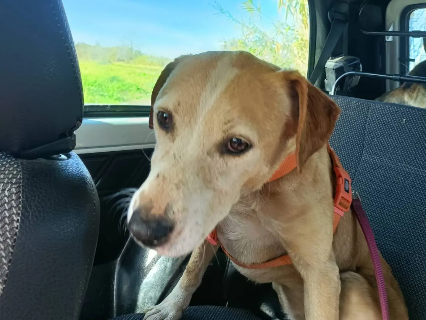 Adotta un cane, taglia media, femmina, Napoli