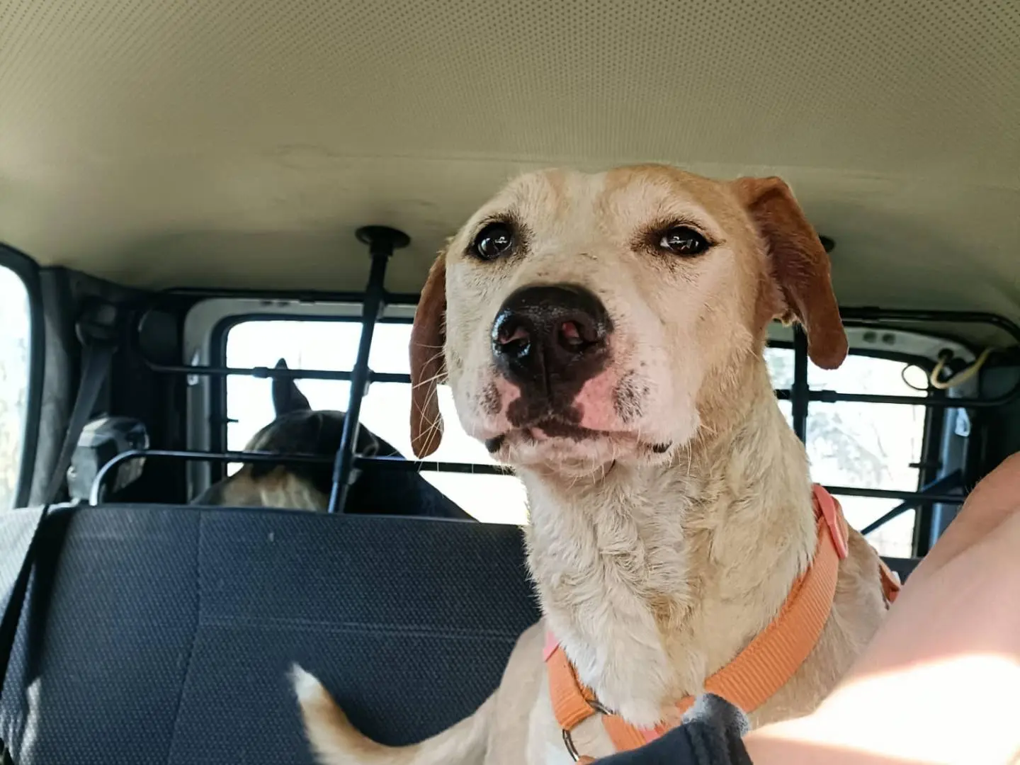 Adozione cane, femmina, Pointer Razza sconosciuta, 5 anni e 9 mesi, taglia media, Napoli