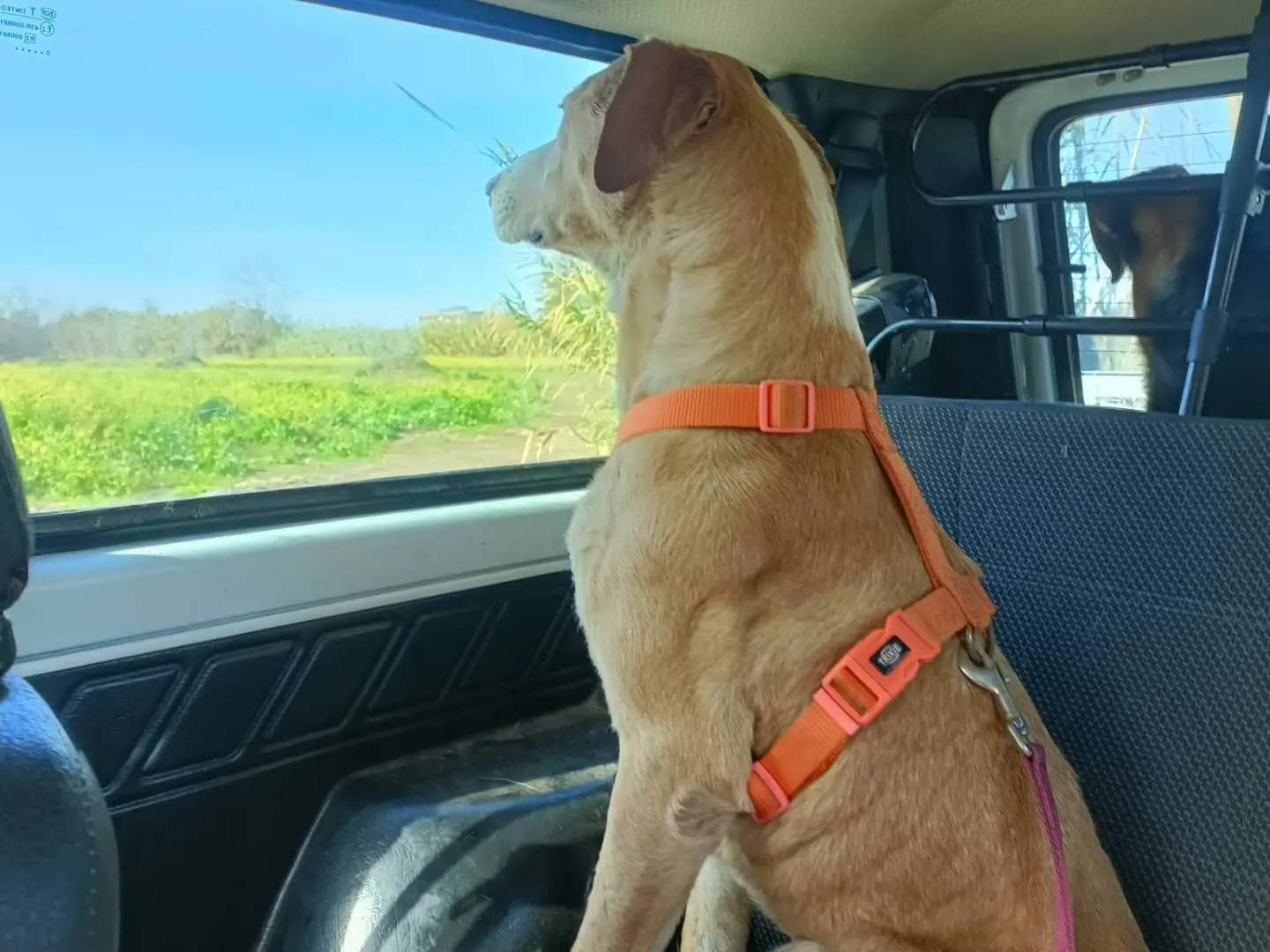 Adotta un cane, femmina, 5 anni e 9 mesi, Napoli