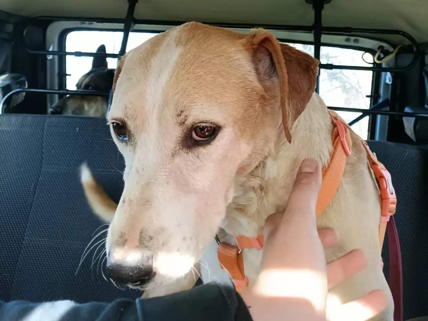 Vuoi adottare un cane a Napoli?