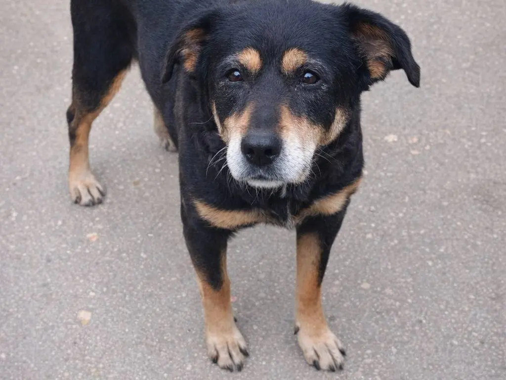 Adotta un cane, femmina, 9 anni e 4 mesi, Avellino