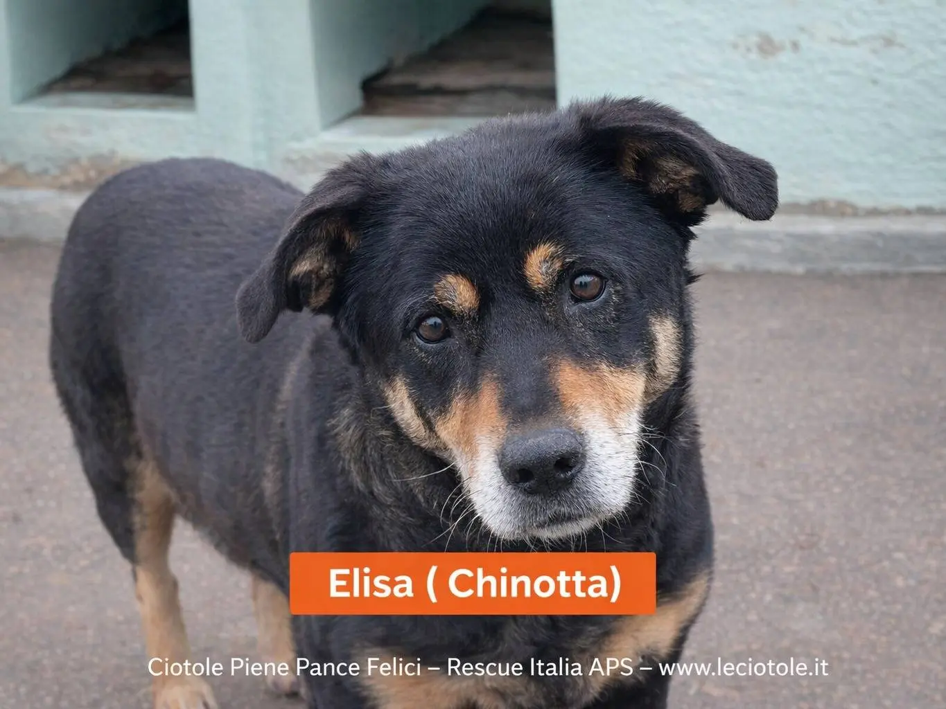 Adozione cane, femmina, Razza sconosciuta Razza sconosciuta, 9 anni e 4 mesi, taglia media, Avellino