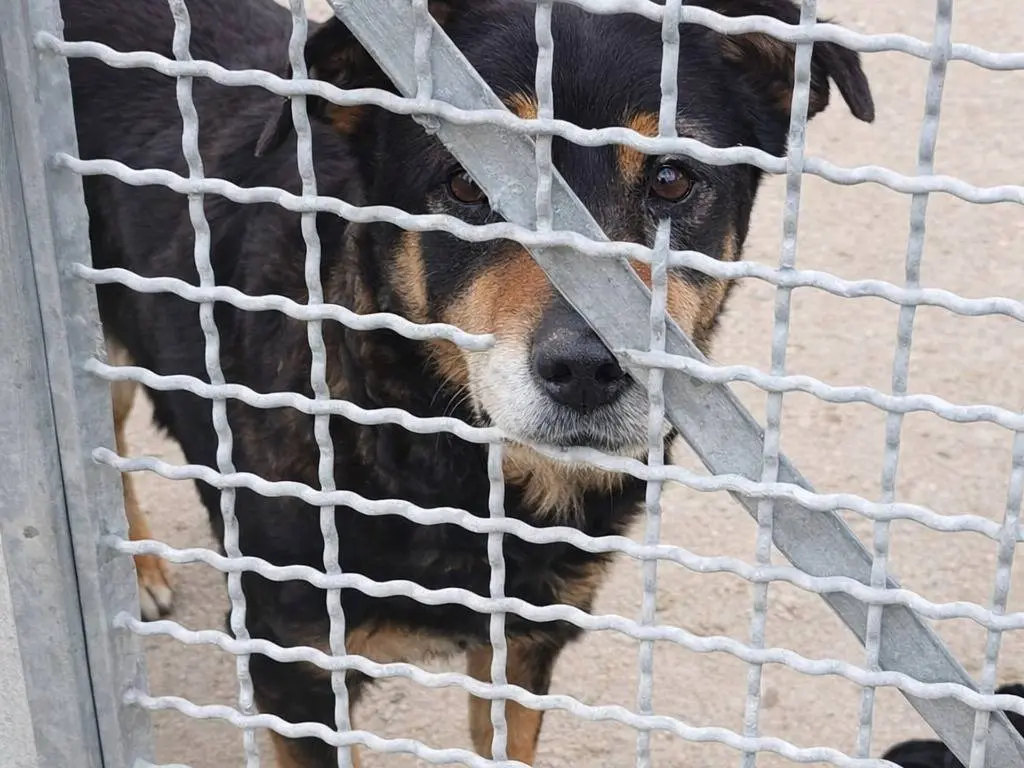 Adotta un cane, taglia media, femmina, Avellino