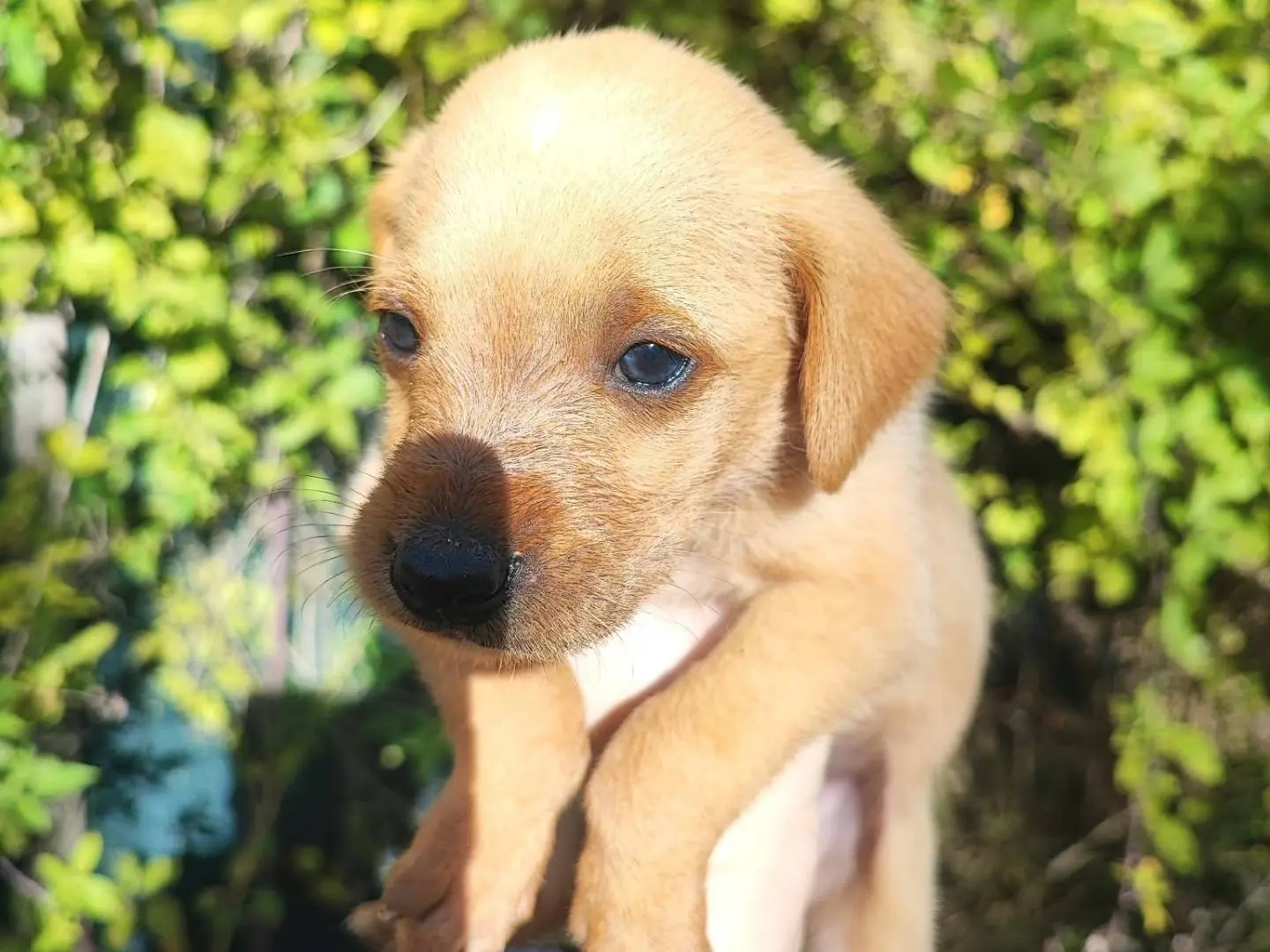 Adozione cane, maschio, Segugio Razza sconosciuta, 1 mese, taglia media contenuta, Vibo