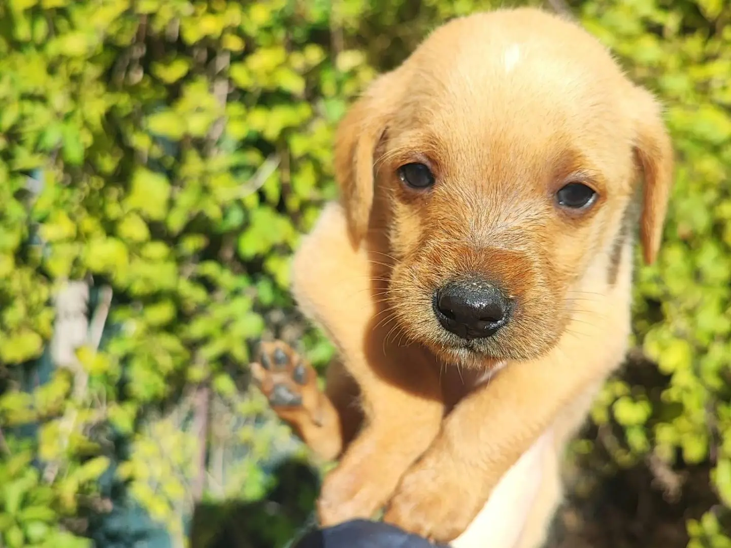 Adotta un cane, maschio, 1 mese, Vibo