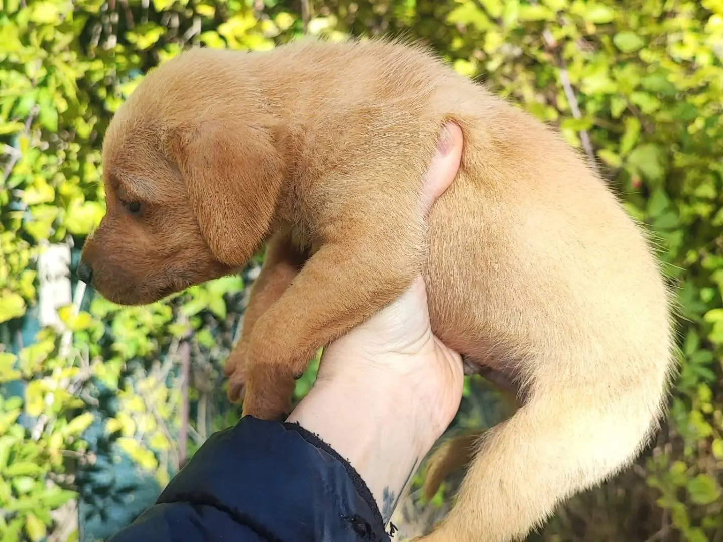 Adotta un cane, taglia media contenuta, maschio, Vibo