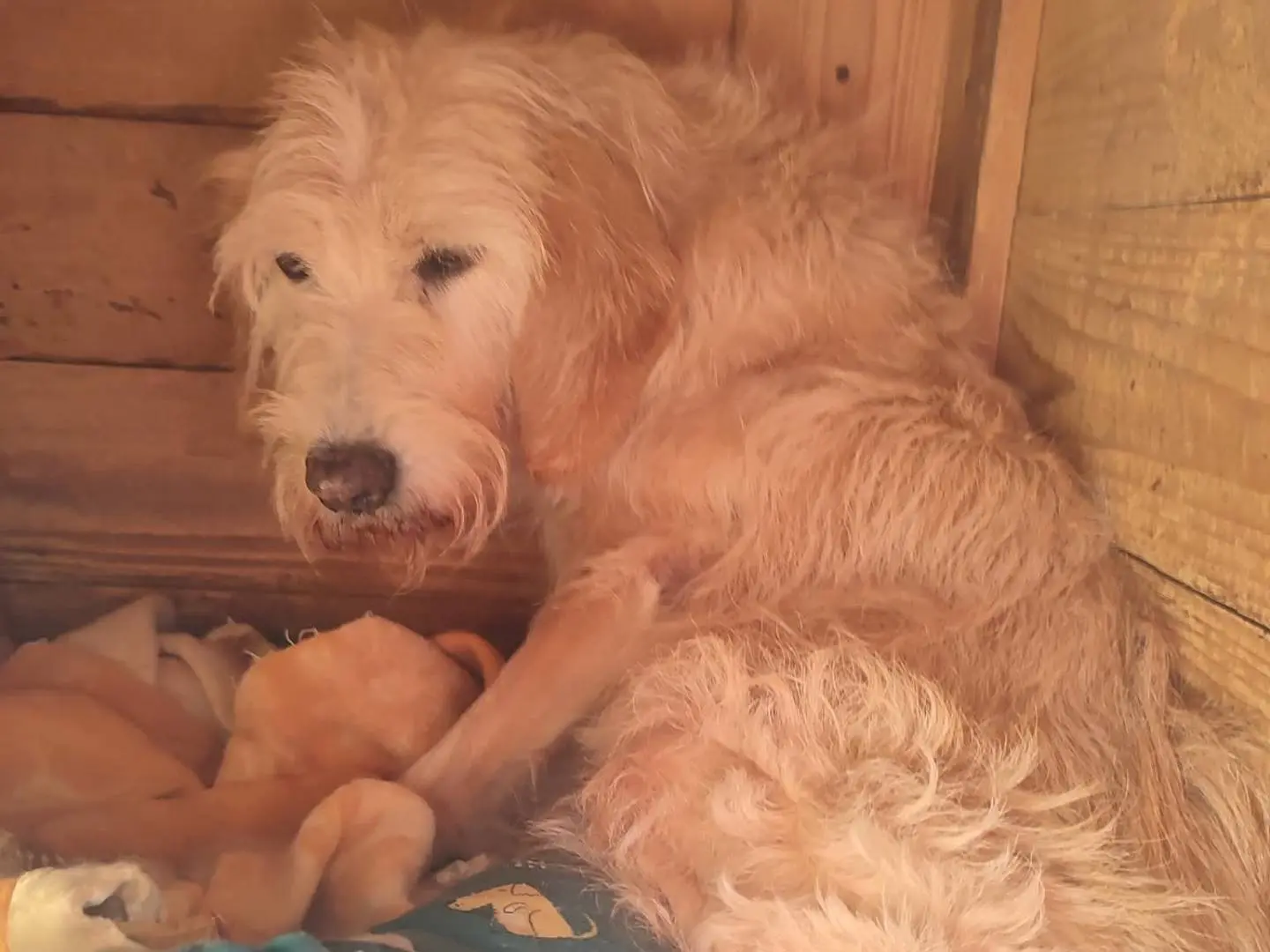 Adotta un cane, femmina, 13 anni e 10 mesi, Viterbo