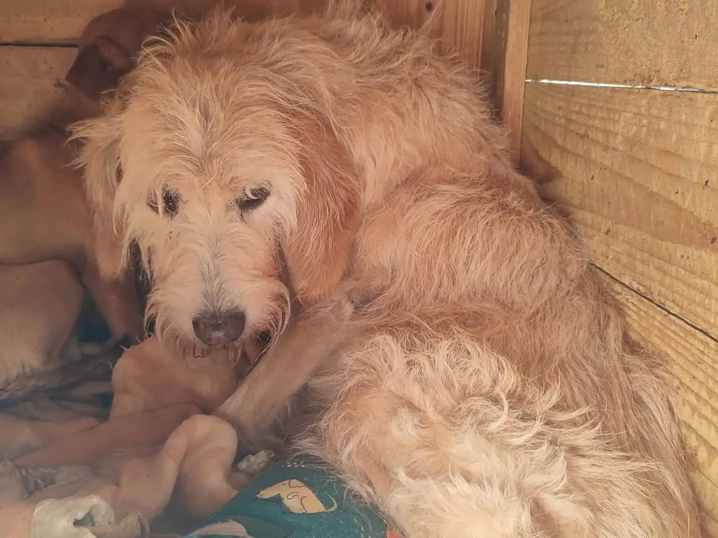 Adotta un cane, taglia media, femmina, Viterbo