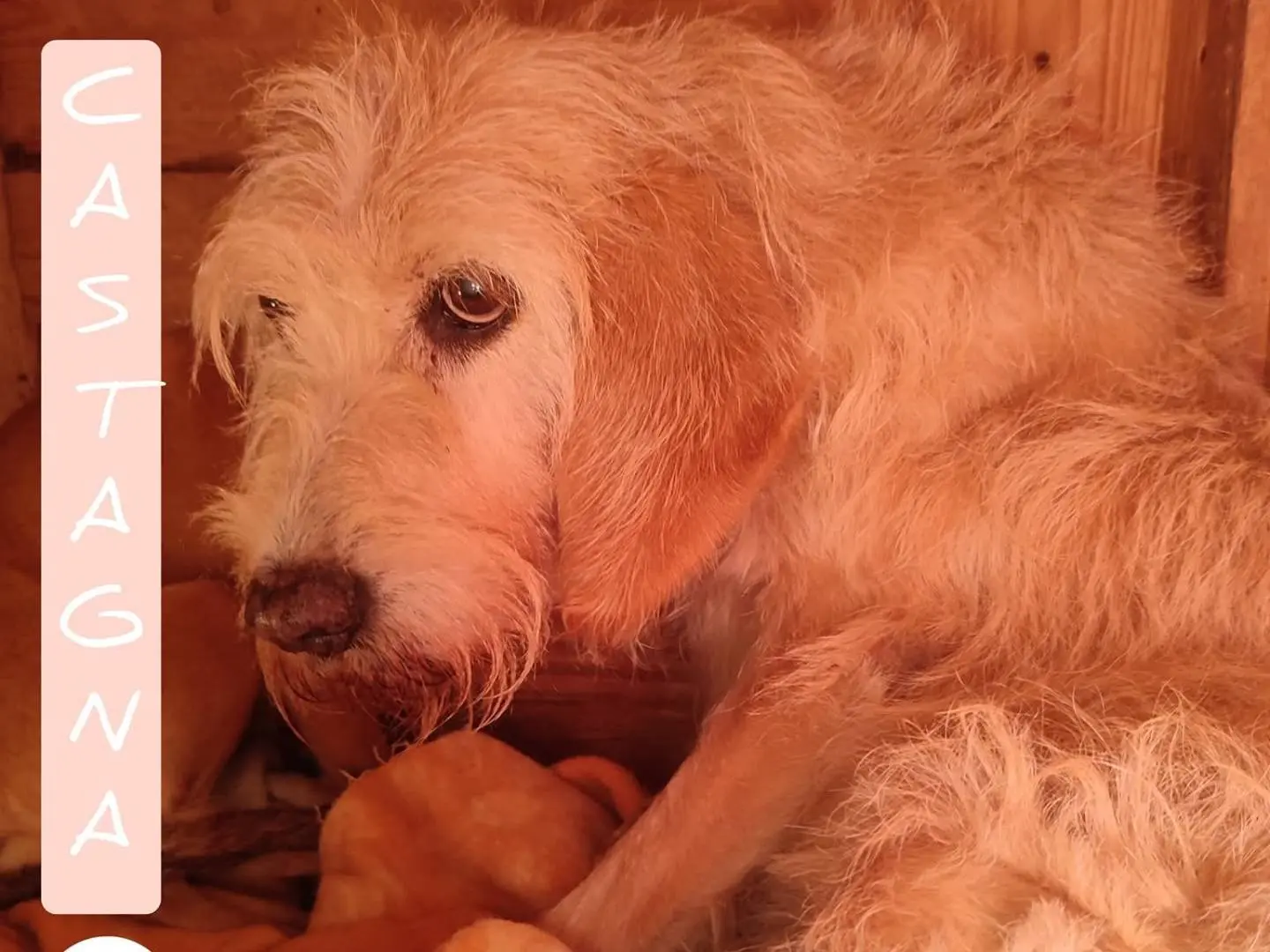 Adozione cane, femmina, Spinone Razza sconosciuta, 13 anni e 10 mesi, taglia media, Viterbo