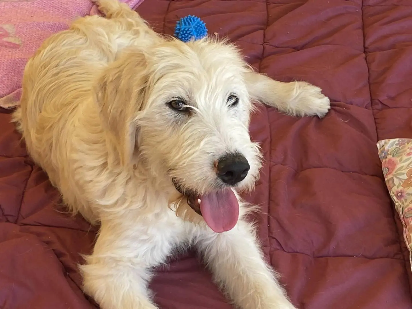 Vuoi adottare un cane a Latina?