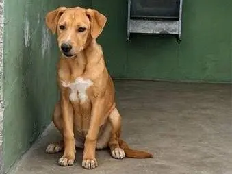 Foto 3 dell'animale