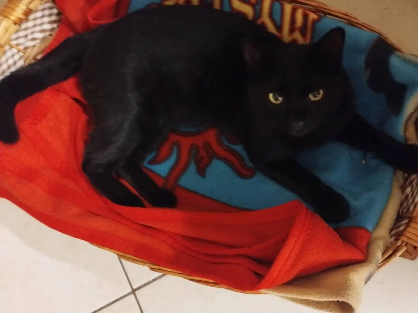 Adotta un gatto, maschio, 7 mesi, Milano