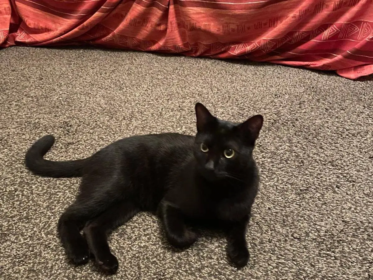 Vuoi adottare un gatto a Milano?
