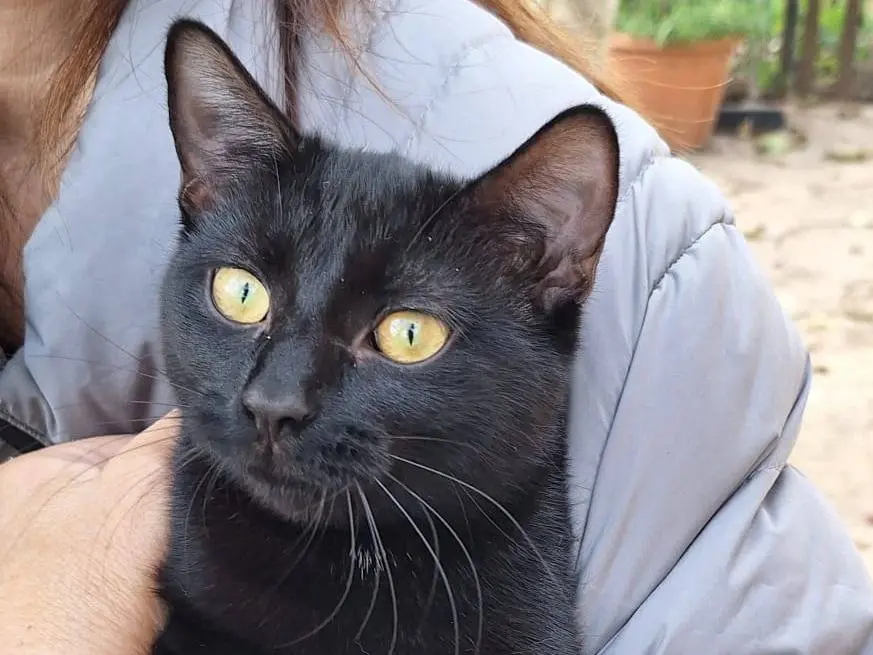 Adozione gatto, maschio, Razza sconosciuta Razza sconosciuta, 7 mesi, taglia non valida, Milano