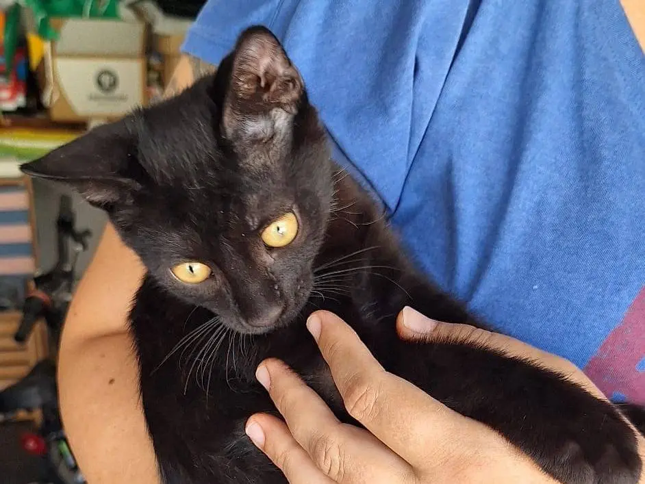 Adotta un gatto, taglia non valida, maschio, Milano