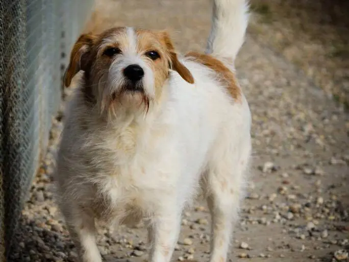 Adotta un cane, maschio, 14 anni e 6 mesi, Verona
