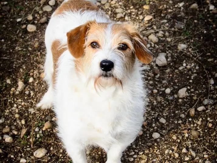 Adozione cane, maschio, meticcio, 14 anni e 6 mesi, taglia media contenuta, Verona