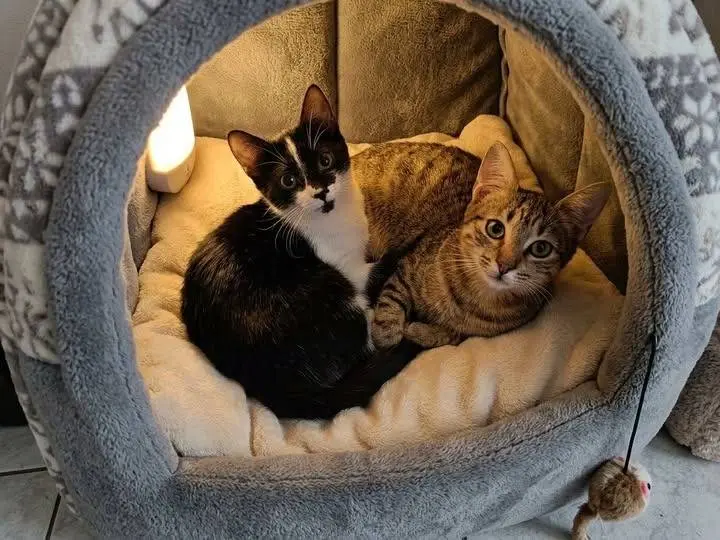 Adozione gatto, maschio, Razza sconosciuta Razza sconosciuta, 5 mesi, taglia non valida, Milano