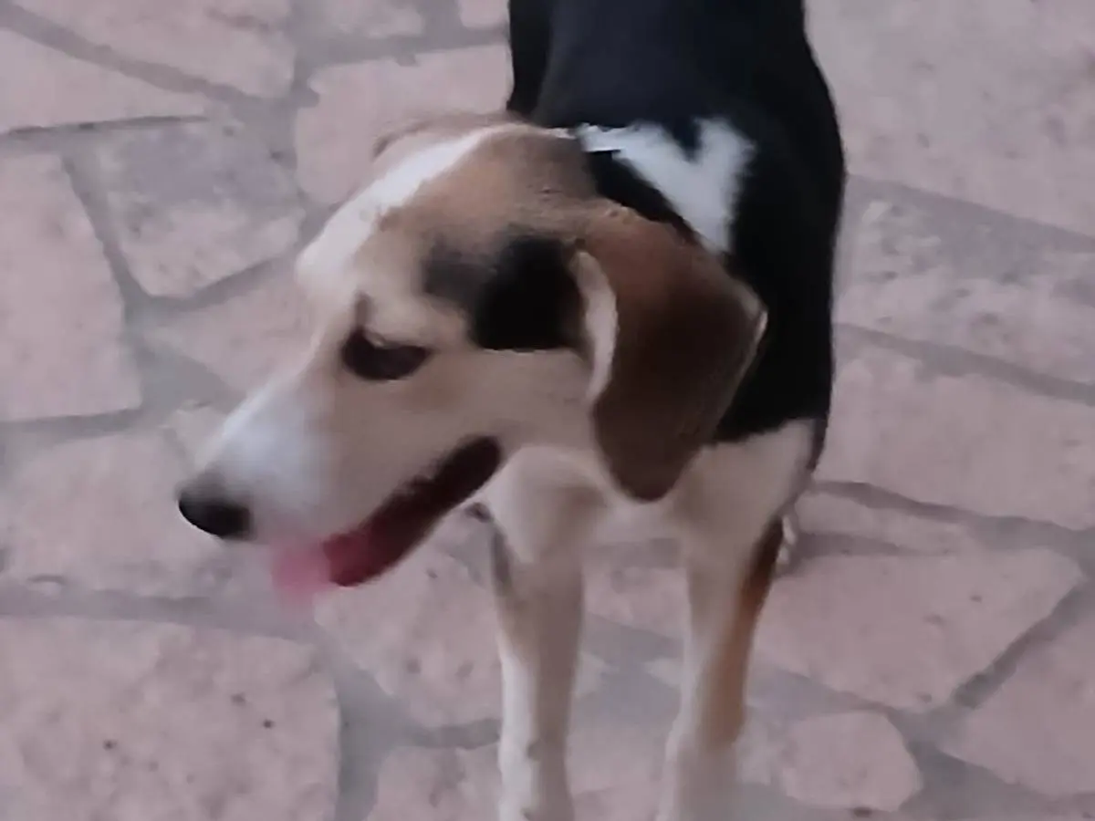 Vuoi adottare un cane a Mantova?