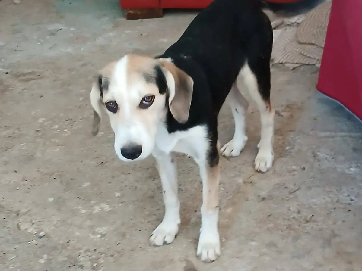 Adozione cane, femmina, Beagle Razza sconosciuta, 6 mesi, taglia media, Mantova