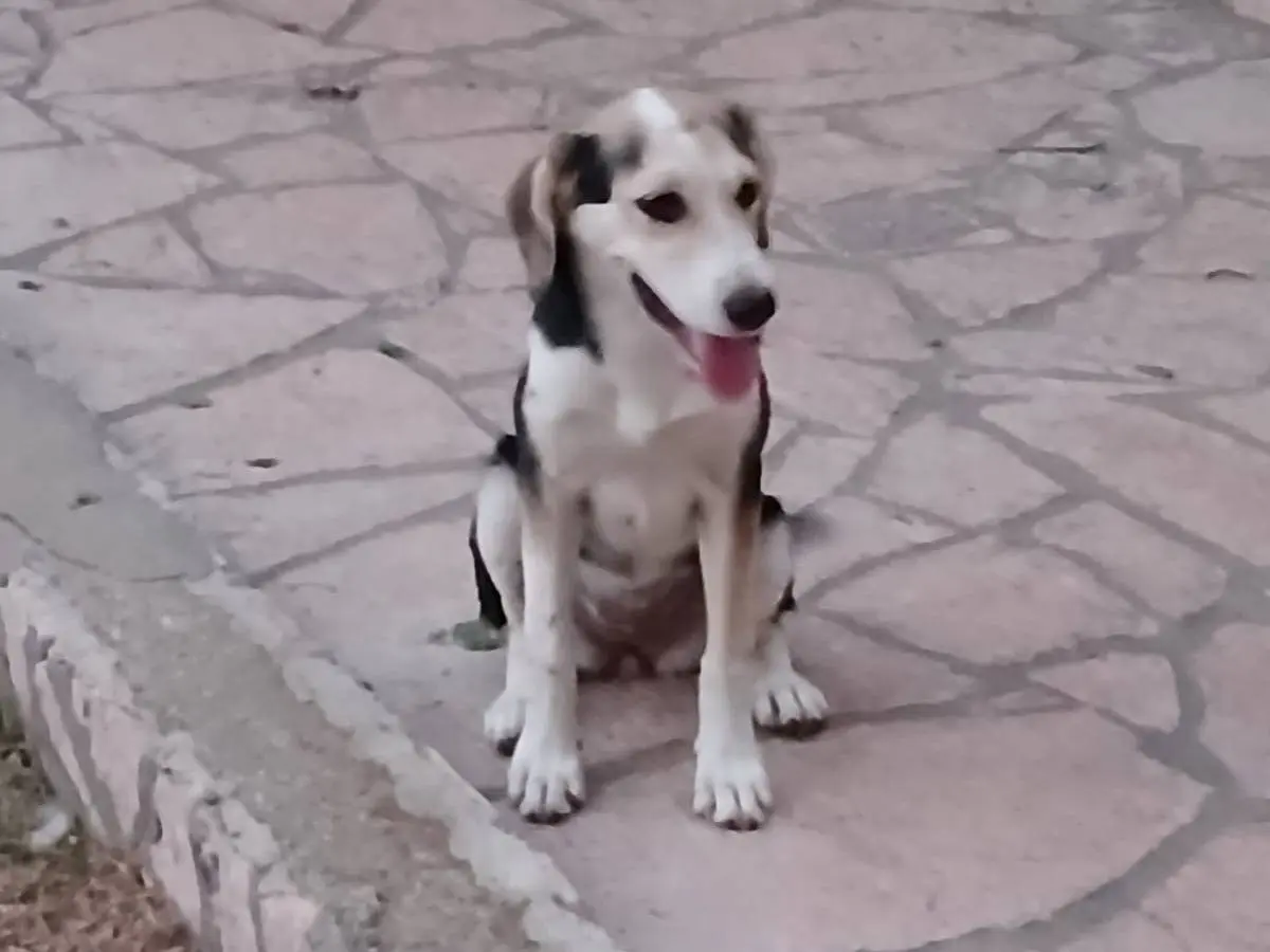 Adotta un cane, taglia media, femmina, Mantova