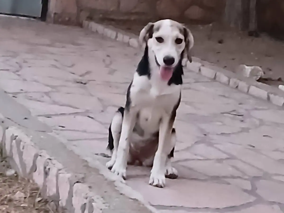 Adotta un cane, femmina, 6 mesi, Mantova