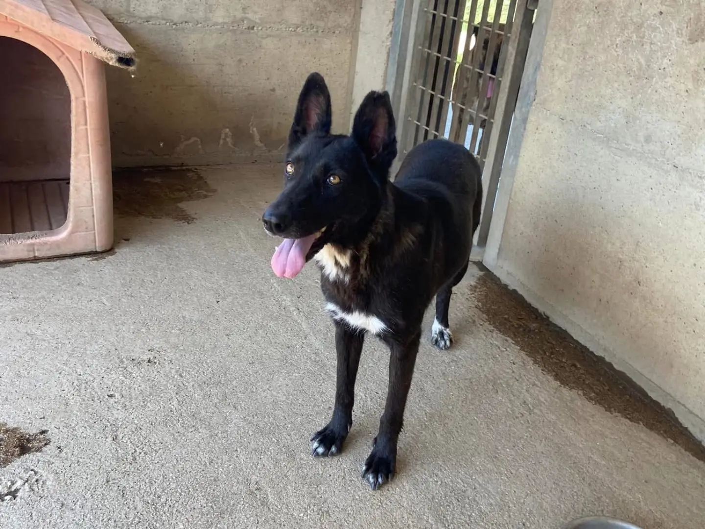Adotta un cane, taglia grande, femmina, Caserta