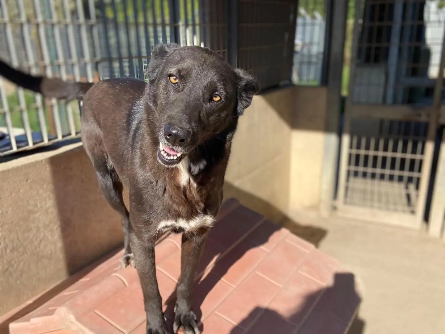 Adozione cane, femmina, Pastore Belga Malinois Razza sconosciuta, 7 anni e 3 mesi, taglia grande, Caserta