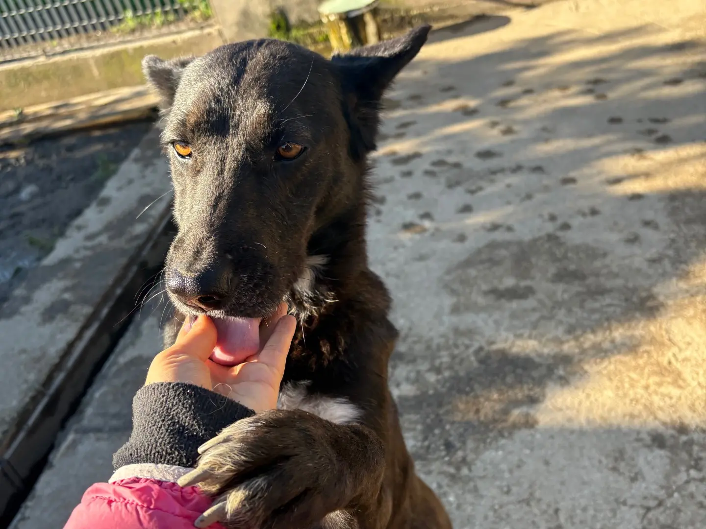 Adotta un cane, femmina, 7 anni e 3 mesi, Caserta