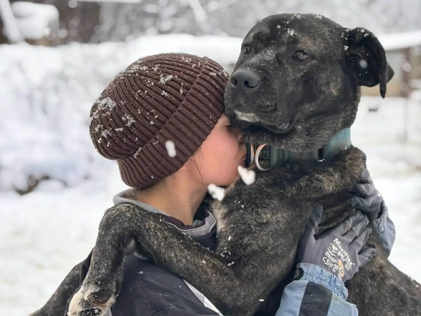 Vuoi adottare un cane a Firenze?