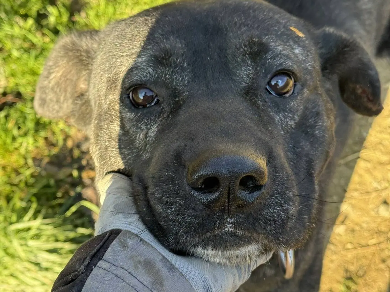 Adozione cane, maschio, Razza sconosciuta Razza sconosciuta, 5 anni e 6 mesi, taglia grande, Firenze