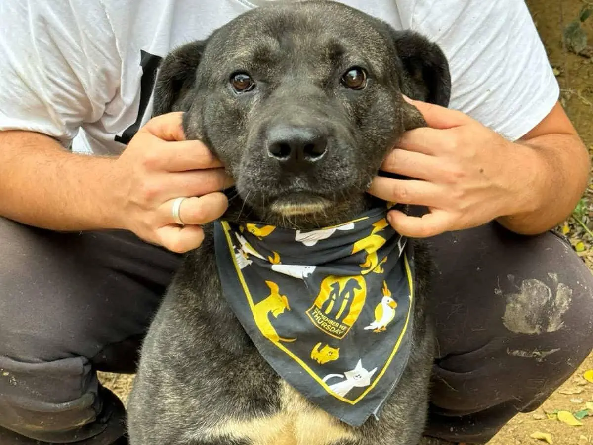 Adotta un cane, taglia grande, maschio, Firenze