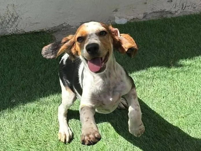 Adozione cane, femmina, Beagle  Razza sconosciuta, 1 anno e 4 mesi, taglia media, Messina