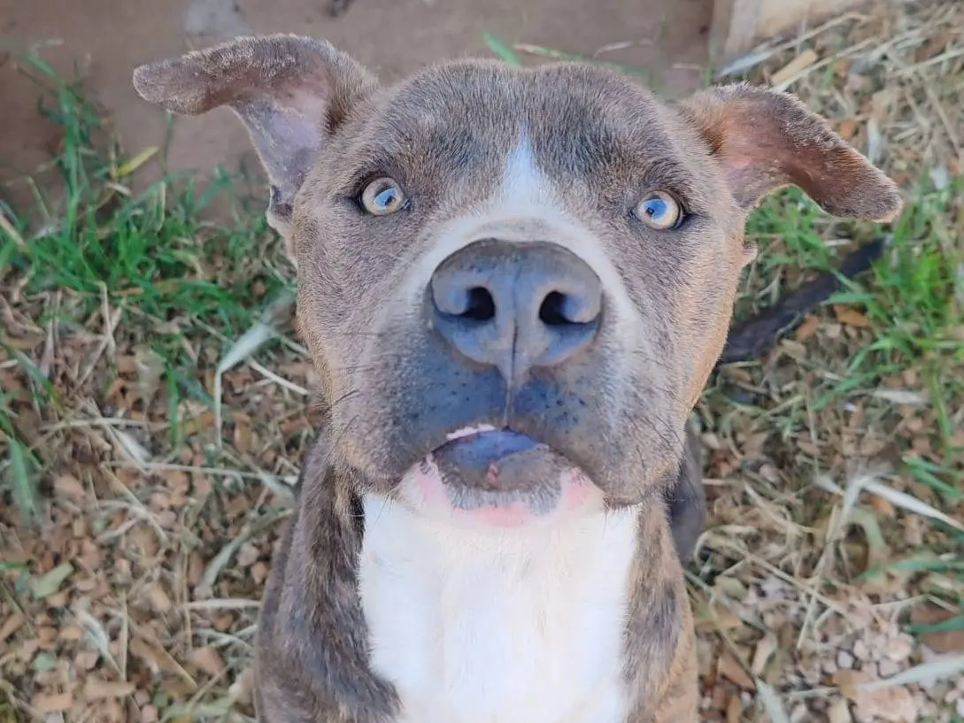 Adozione cane, maschio, Pitbull, 3 anni e 2 mesi, taglia grande, Bari