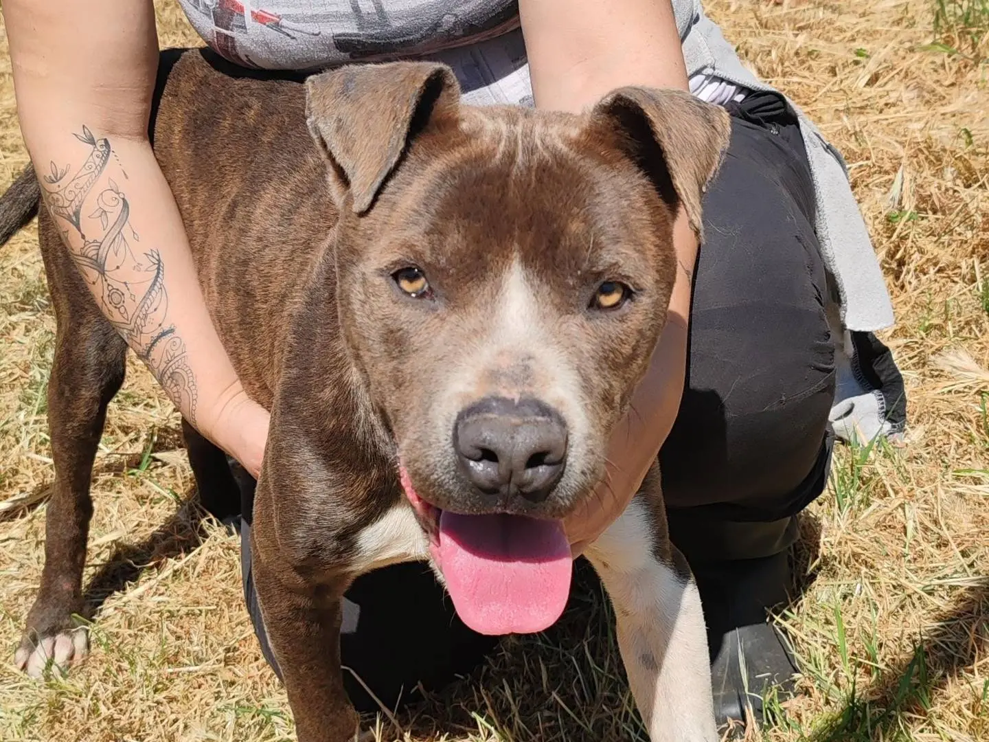 Adotta un cane, maschio, 3 anni e 2 mesi, Bari