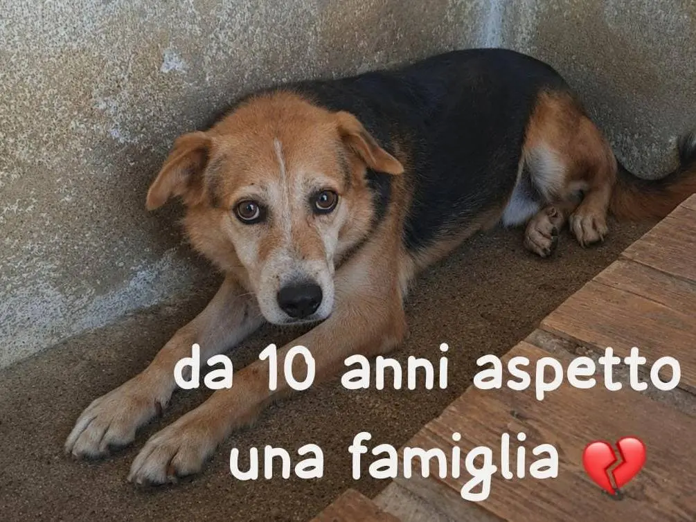 Foto 2 dell'animale