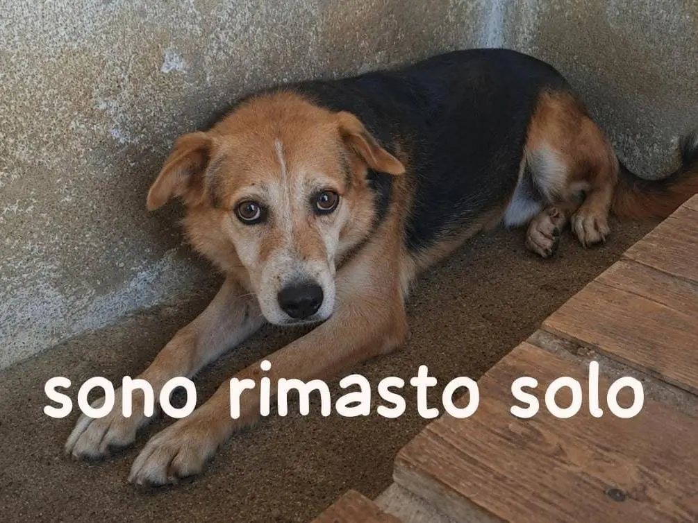 Foto 1 dell'animale