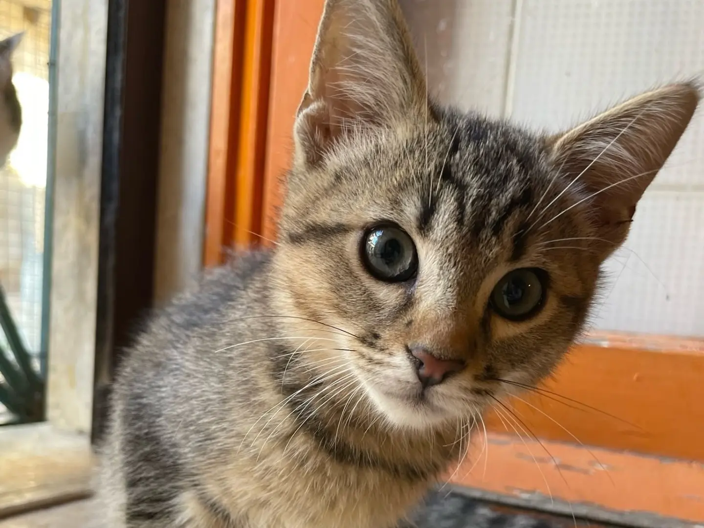 Adozione gatto, maschio, Razza sconosciuta Razza sconosciuta, 4 mesi, taglia non valida, Laquila