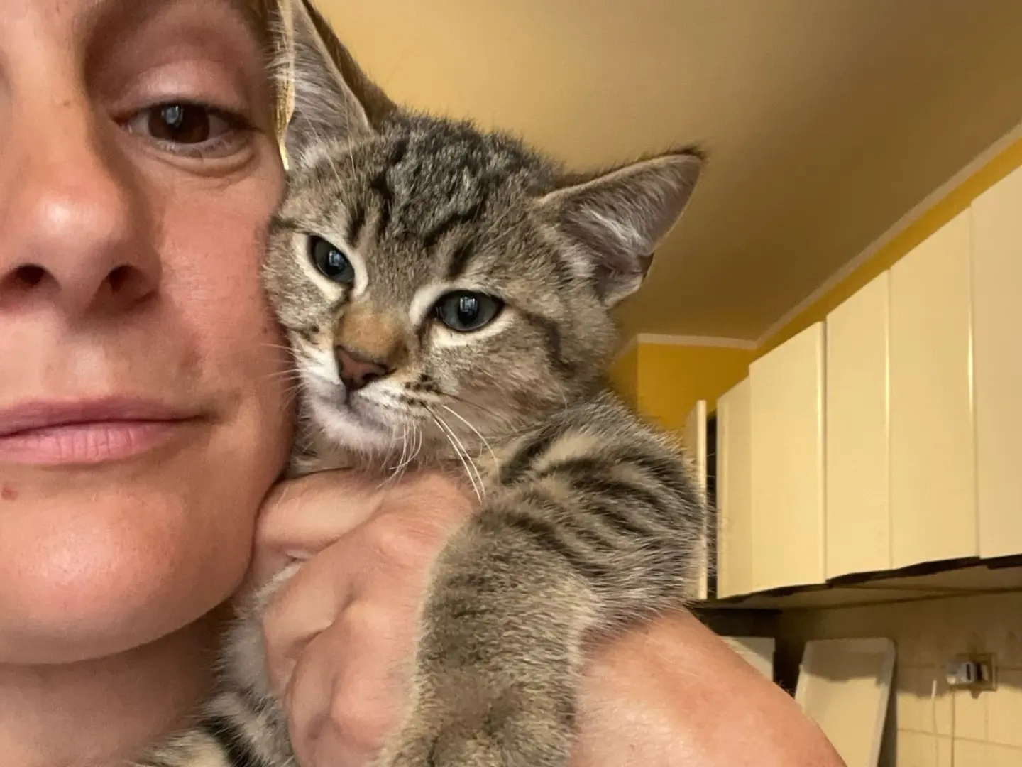 Adotta un gatto, maschio, 4 mesi, Laquila