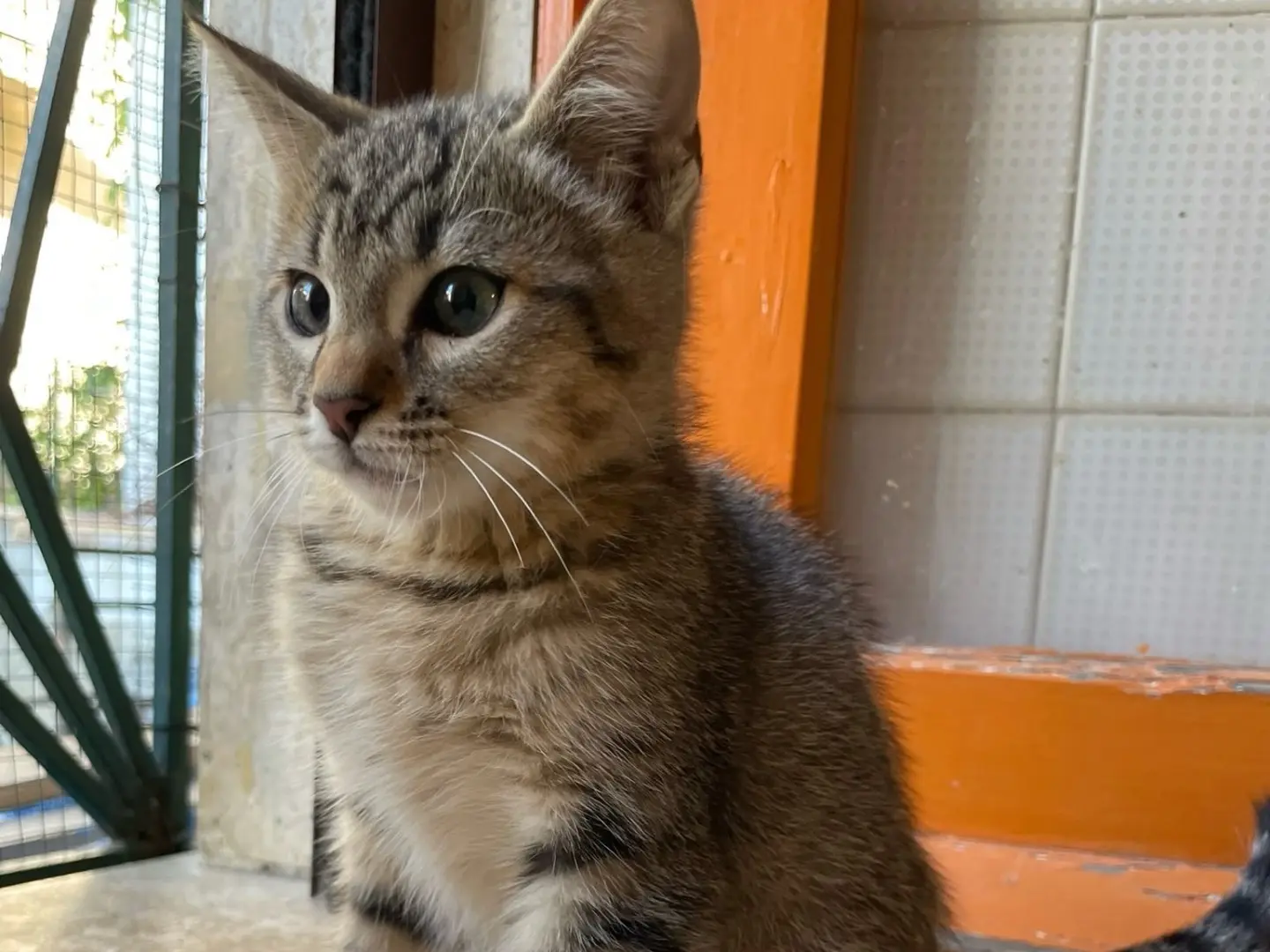 Adotta un gatto, taglia non valida, maschio, Laquila