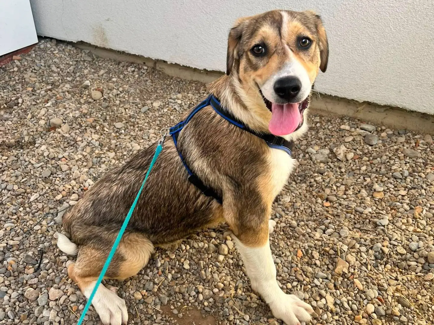 Adozione cane, femmina, Razza sconosciuta Razza sconosciuta, 8 mesi, taglia grande, Lodi