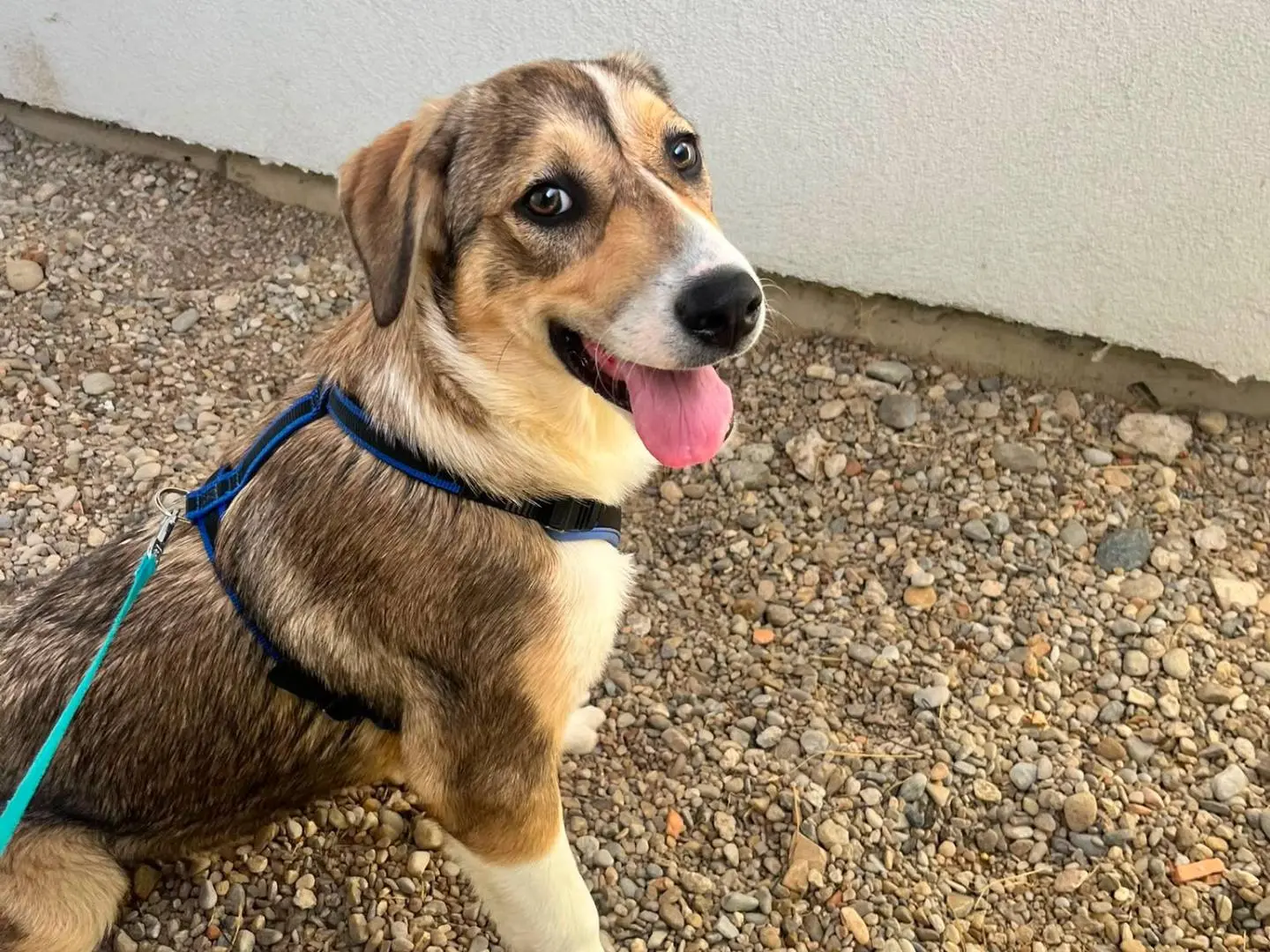 Adotta un cane, femmina, 8 mesi, Lodi