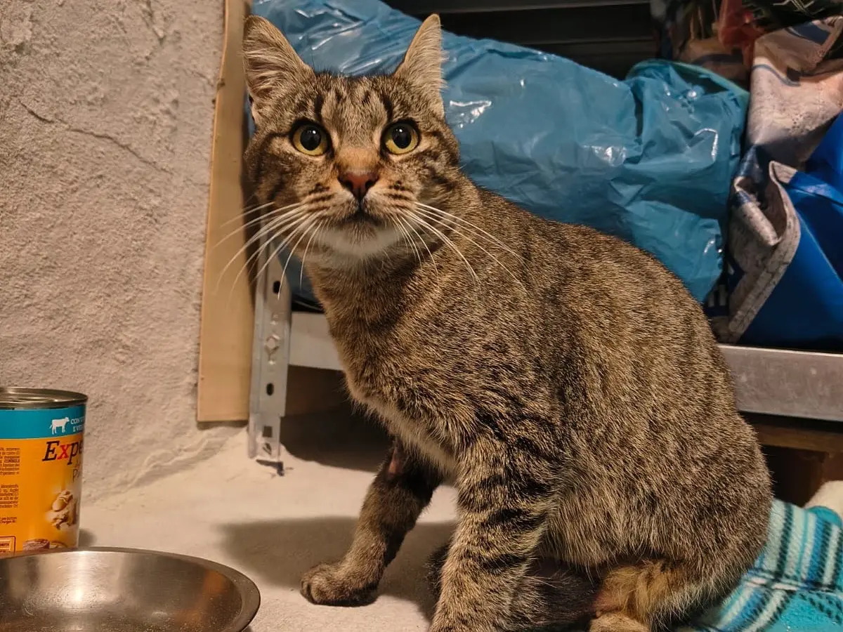Adozione gatto, femmina, Razza sconosciuta Razza sconosciuta, 7 anni e 4 mesi, taglia non valida, Teramo