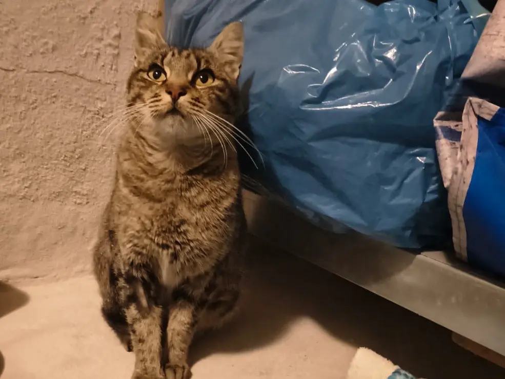 Adotta un gatto, taglia non valida, femmina, Teramo