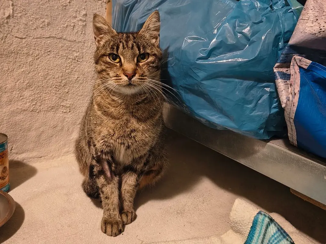 Adotta un gatto, femmina, 7 anni e 4 mesi, Teramo
