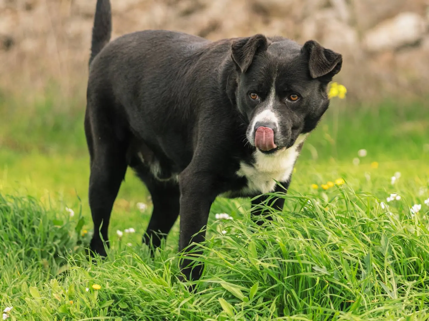 Adotta un cane, maschio, 6 anni e 6 mesi, Bari