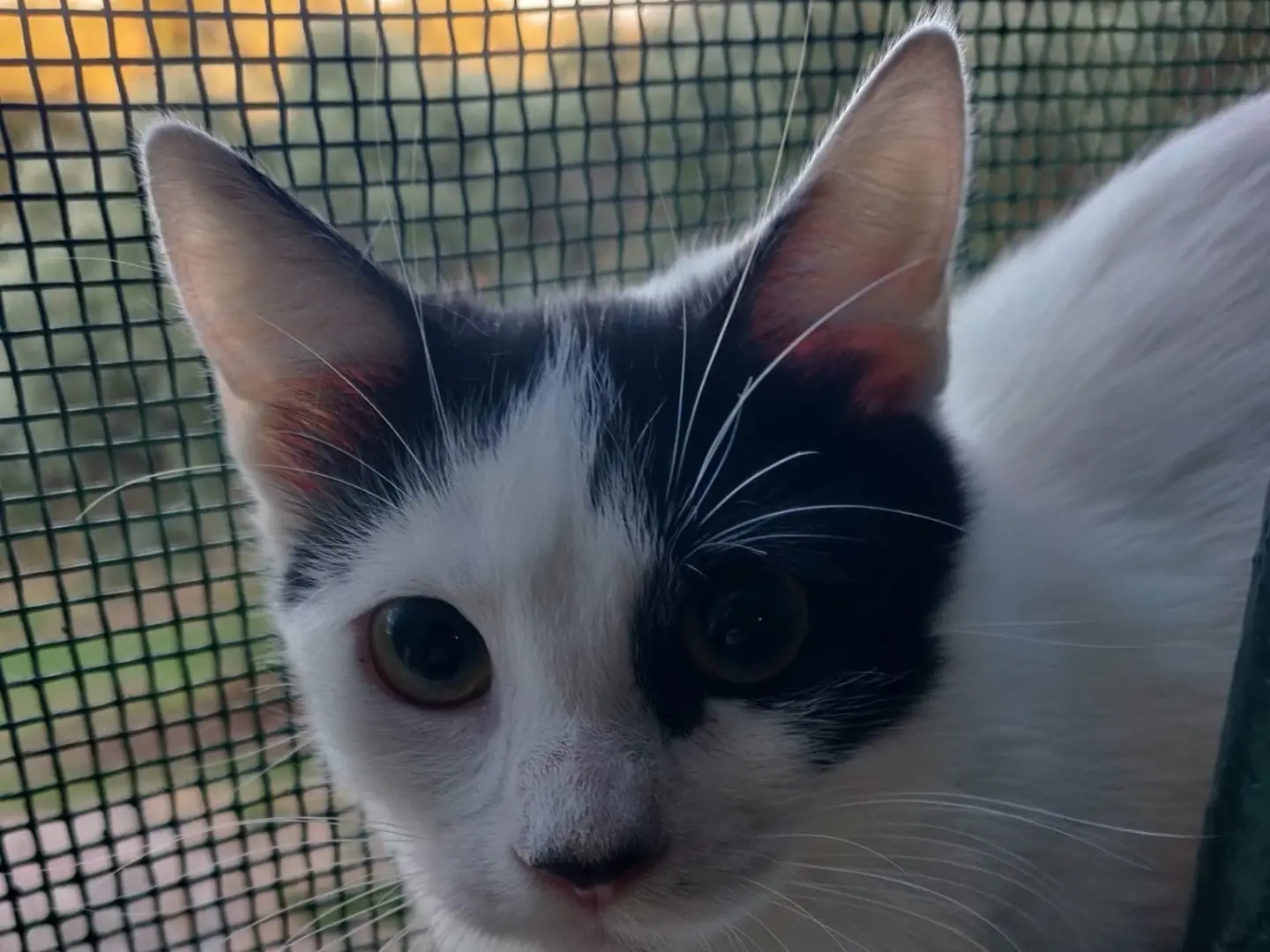 Adozione gatto, femmina, Razza sconosciuta Razza sconosciuta, 6 mesi, taglia non valida, Crotone